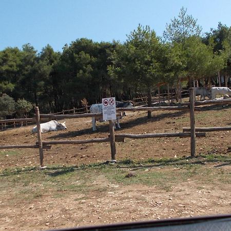 Guest House Accommodation Rupine Premantura Exterior foto