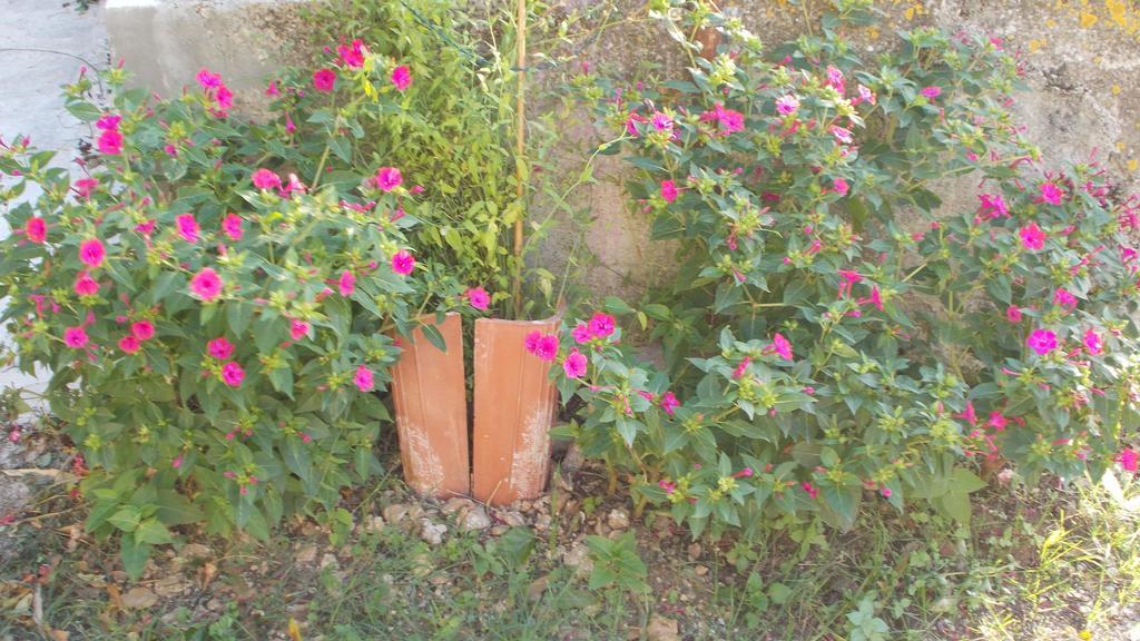 Guest House Accommodation Rupine Premantura Exterior foto