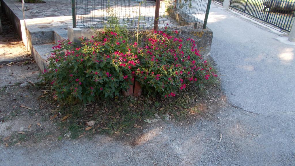Guest House Accommodation Rupine Premantura Exterior foto